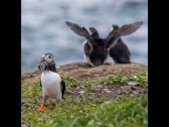 Paul Bullock LRPS-Farne Island Puffin-Second.jpg